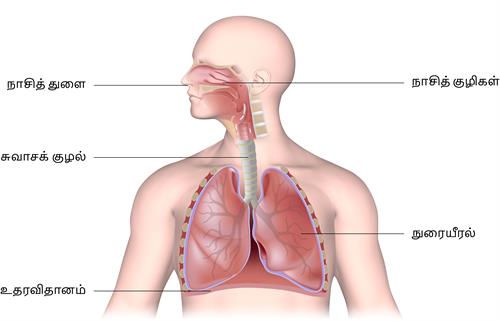 YCIND20220816_4262_Human organ systems_12.jpg