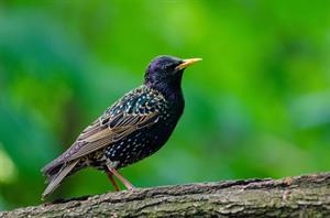 starling3.jpg