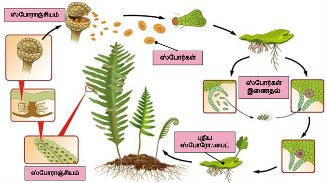 Design - YC IND (15).png