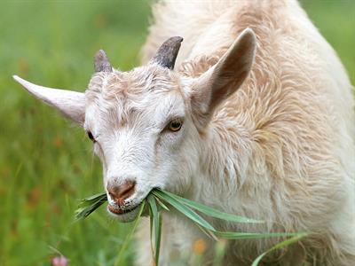goat-1596880_1920.jpg
