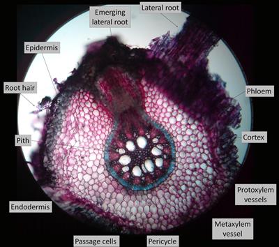 Iris_germanica_root_transverse_incision_with_labels.jpg