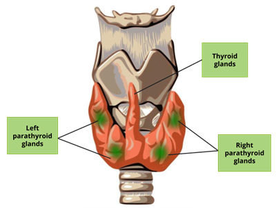 YC Editorial - Divya (20).png