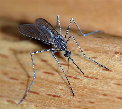 Oscillators Insect Numericals based on Time period and frequency — task. Science State ...