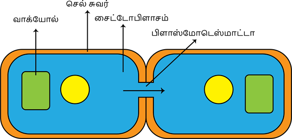 YCIND20220728_4066_Cell Bio_05.png