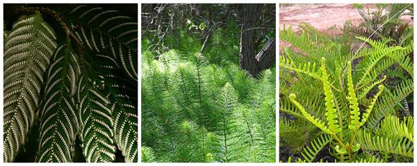 pteridophytesw3258.jpg