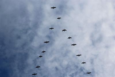bird-migration-3945719_1920.jpg