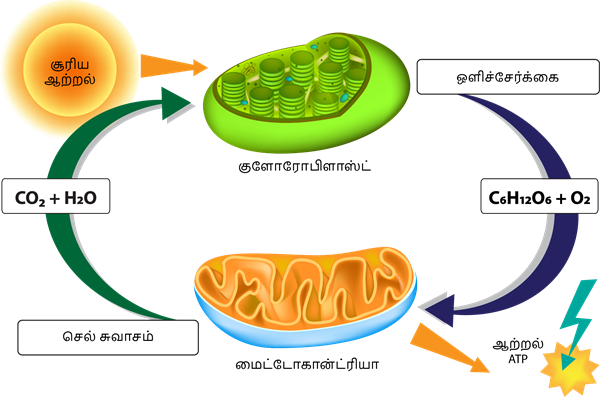 YCIND20220821_4317_Plant anatomy_05.png