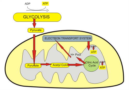 Aerobicmitochondriaprocesss.png