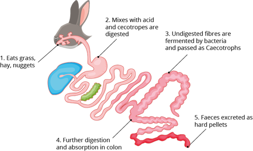 YCIND_220708_4016_rabbit_digestive_system.png