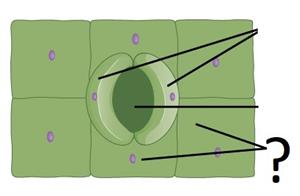 epidermal cells.jpg