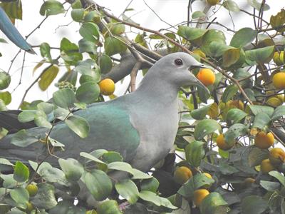 1200pxGreenImperialPigeonZizyphusDSCN7402.jpg