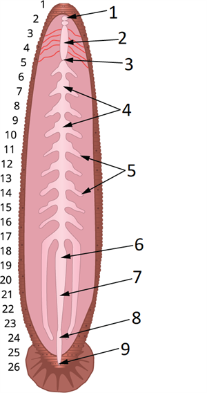Digestive system que.png
