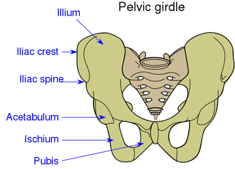 512px-Pelvic_girdle_illustration.svg.png