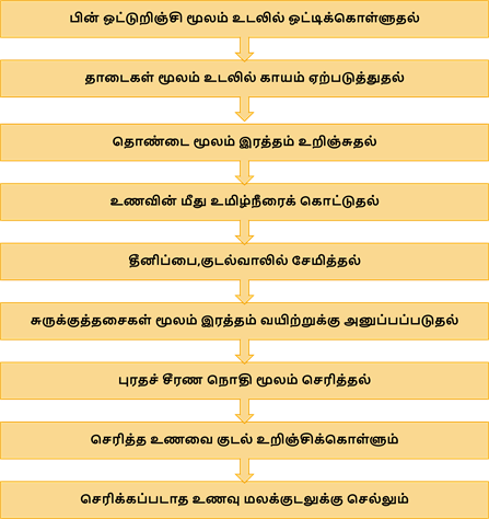 YCIND20220907_4431_Divya - Structural organisation of animals 1_04.png