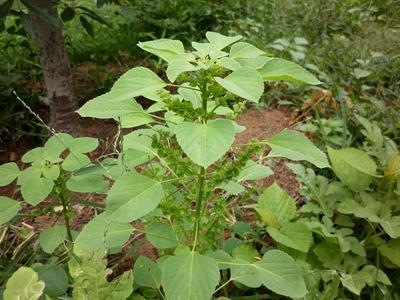 800px-Acalypha_indica(Kuppaimeni).jpg
