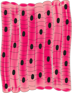 YCIND_220524_3829_muscle tissue.png