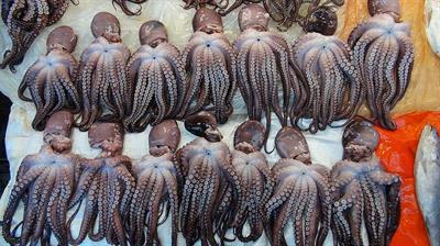 squids-fish-market-south-korea.jpg