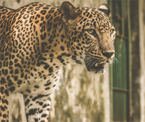 leop2020-12-21 173002.png