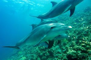 dolphins-378217_960_720.jpg