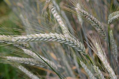 800px-Triticale_(8)bewerkt.jpg