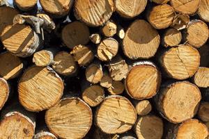 A-pile-of-wood-logs-215584-pixahive (1).jpg