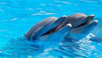 dolphin-1869337_960_720.jpg