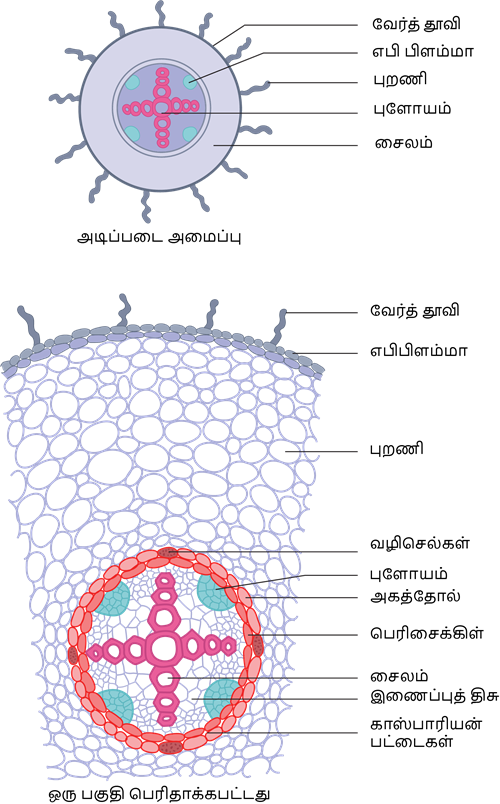 YCIND20220804_4089_Plant anatomy and physiology_04.png