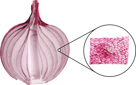 YCIND20220728_4066_Cell Bio_01.png