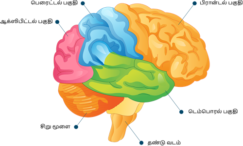 YCIND20220810_4271_Human organ systems_06 (1).png