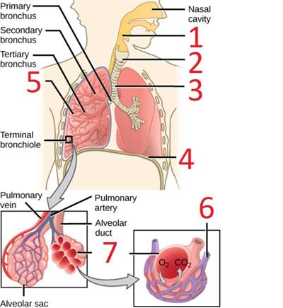 430px-Figure_39_01_06_without_label.jpg