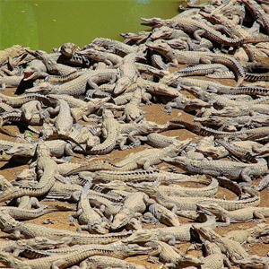 jungle with crocodiles draft.png