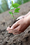 Plant_tree.png