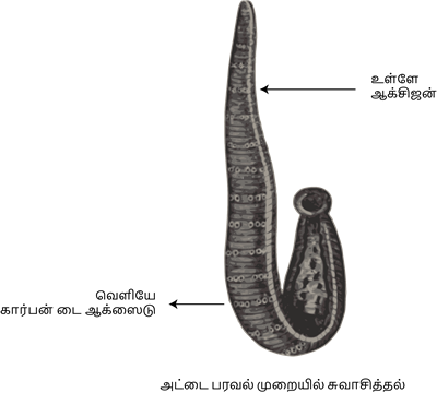 YCIND20220901_4408_Structural organisation of animals_03.png