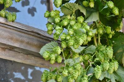 hop-harvest-g3943e3455_1920.jpg
