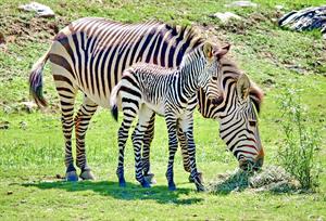 zebra-baby-4244667_960_720.jpg