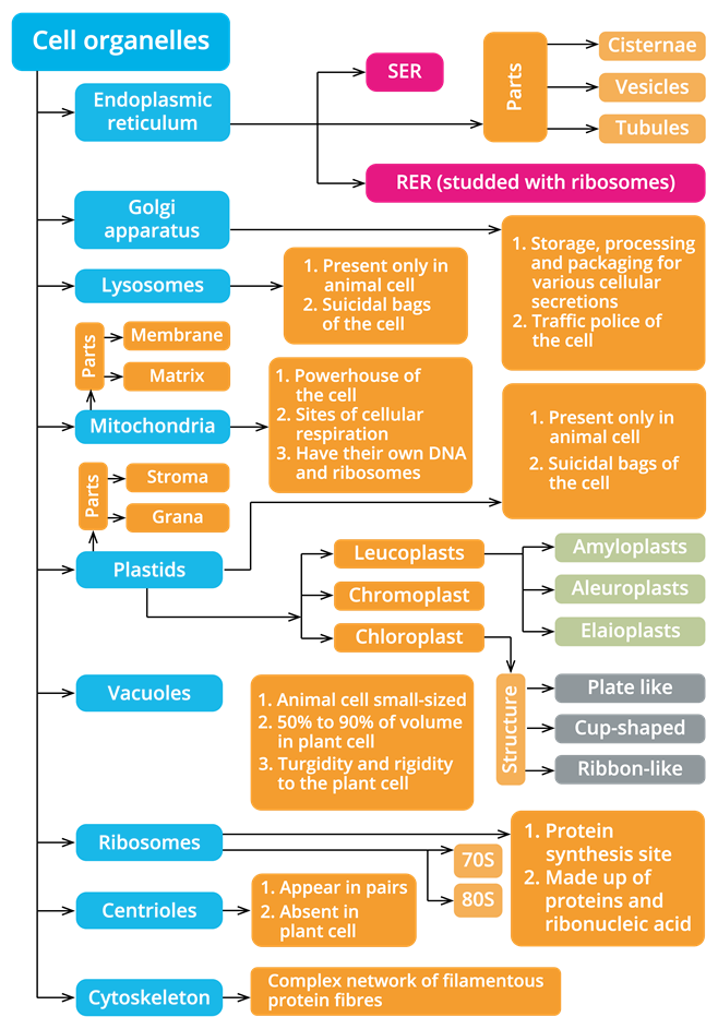 Cell organelles.png