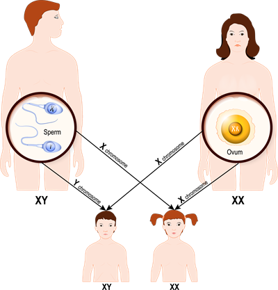 chromosomeAsset 1.png