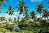 coconut-893551_960_720.jpg
