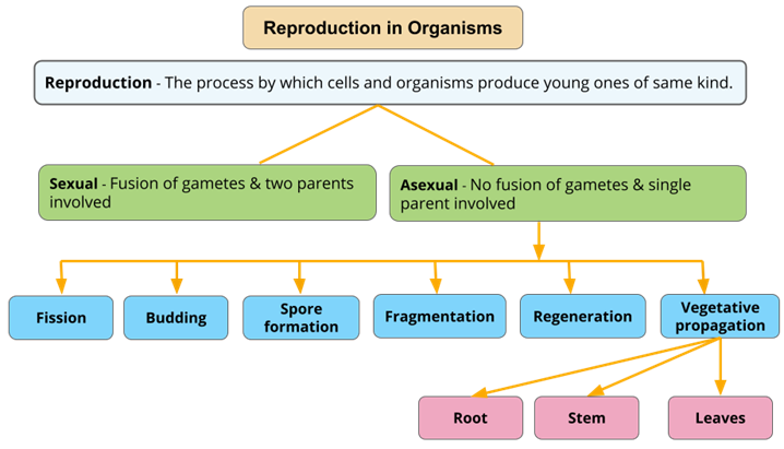 YC Editorial - Divya (30).png