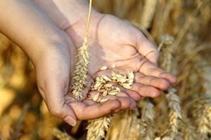 wheat-3534233_1280.jpg