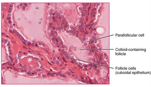 Thyroidfolliclecellsw735.jpg