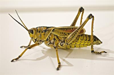 locust-674064_1280.jpg