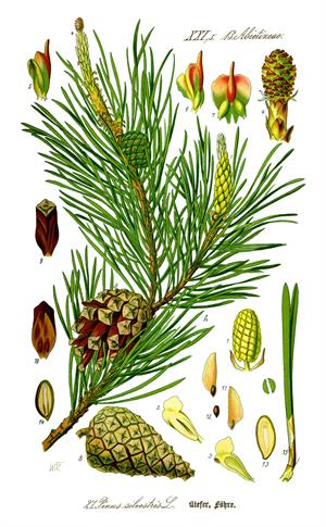 Illustration_Pinus_sylvestris0_new.jpg