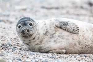 grey-seal-3281160_960_720.jpg