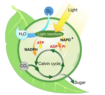 Screenshot 2021-05-25 173559.png