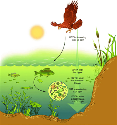 Biomagnification-in-nature-Google-website.png