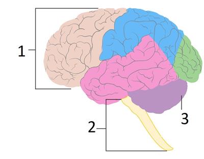 brain stem.jpg