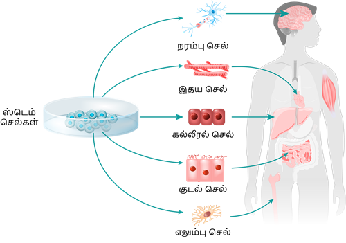 YCIND20220803_4053_Cell Biology_10.png