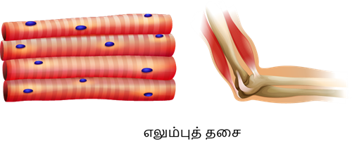 YCIND20220816_4262_Human organ systems_9_2.png