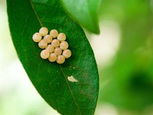 Shutterstock_441630718_butterfly eggs_tauriņa olas.jpg